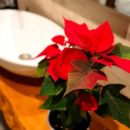 Casa rural Refúgio Do Nevoeiro Estudio Porto Moniz