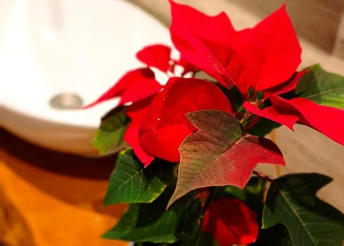 Venkovský dům Refugio Do Nevoeiro Estudio Porto Moniz